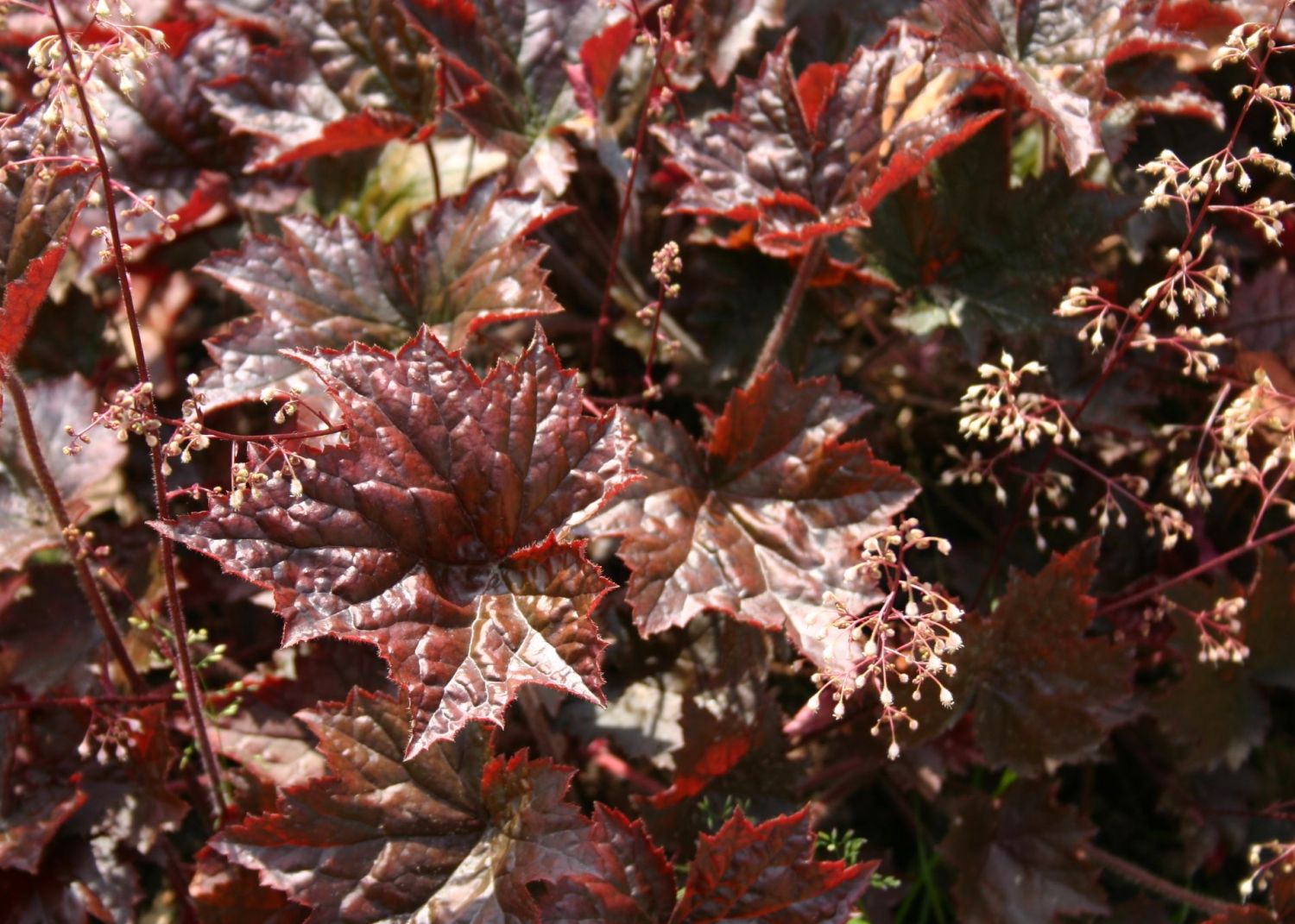 Heuchera micrantha 'Cappuccino'